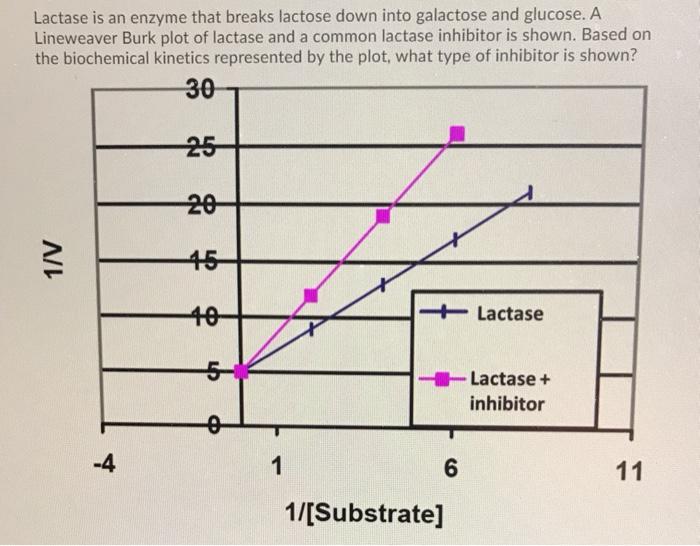 Solved Lactase is an enzyme that breaks lactose down into