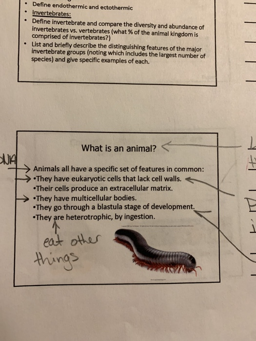 Solved What is an animal in essay format with an explanation 
