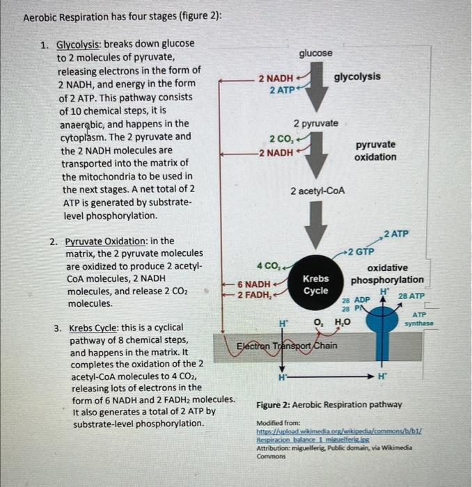 Solved Please read the cellular respiration pathway | Chegg.com