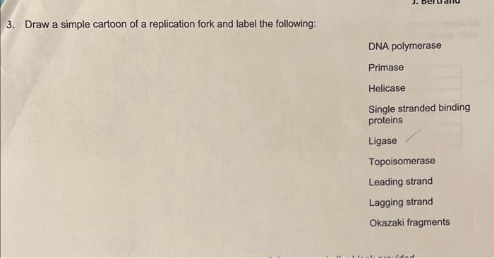 Solved 3. Draw a simple cartoon of a replication fork and | Chegg.com