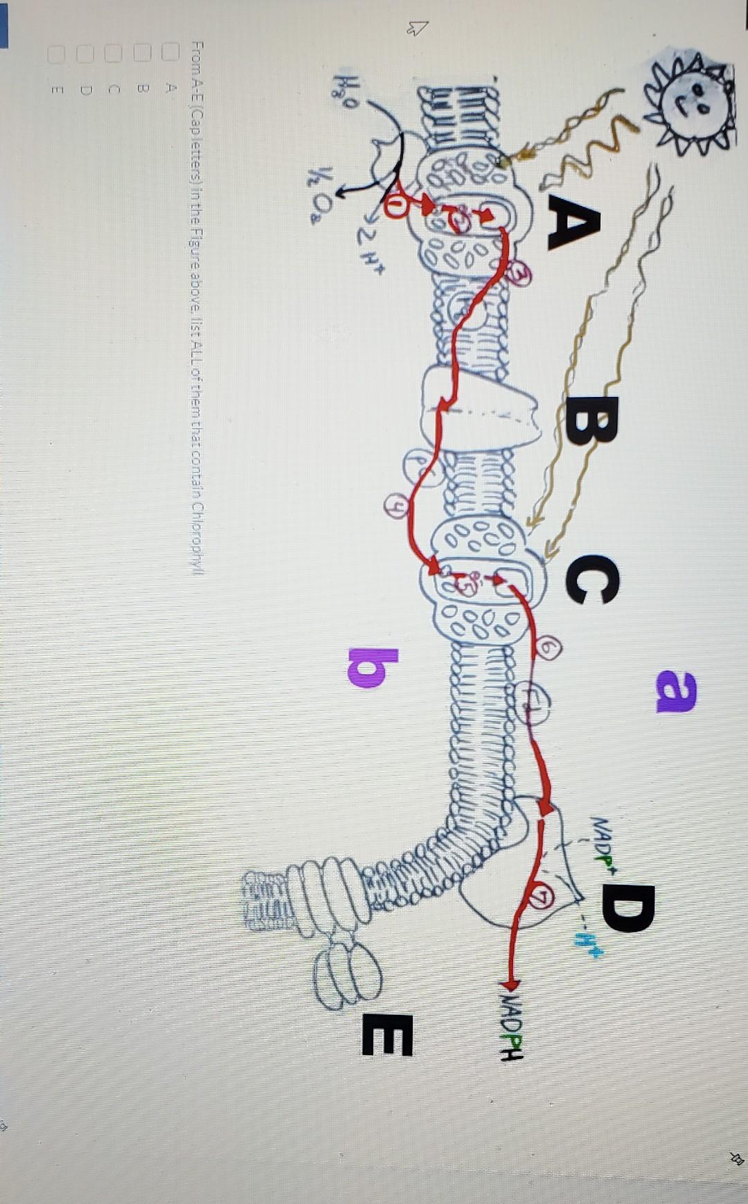 Solved A D Nadpt B A C M Nadph B E Oz From A E Cap Le Chegg Com