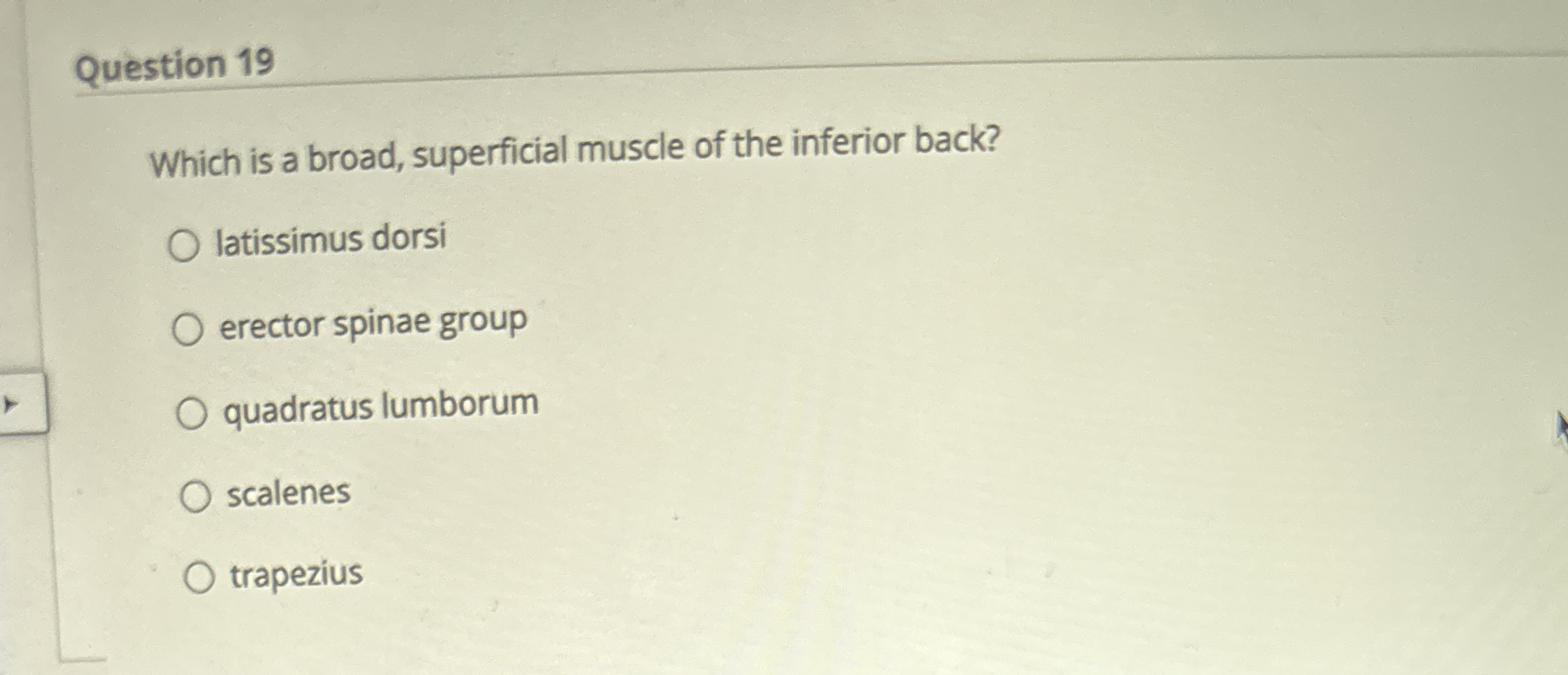 Solved Question 19Which is a broad, superficial muscle of | Chegg.com