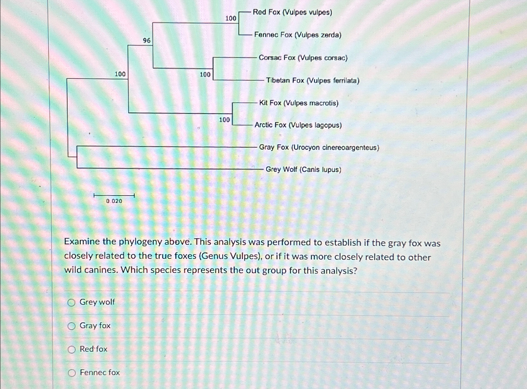 Solved Examine the phylogeny above. This analysis was | Chegg.com
