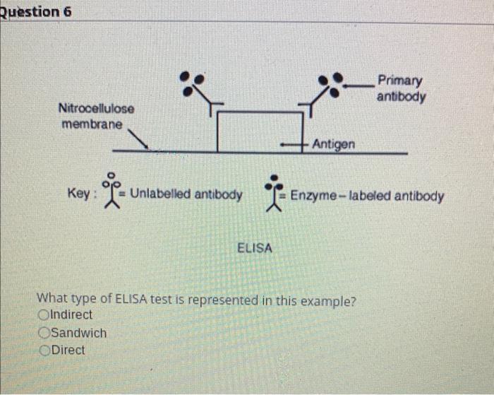 Solved ELISA What type of ELISA test is represented in this