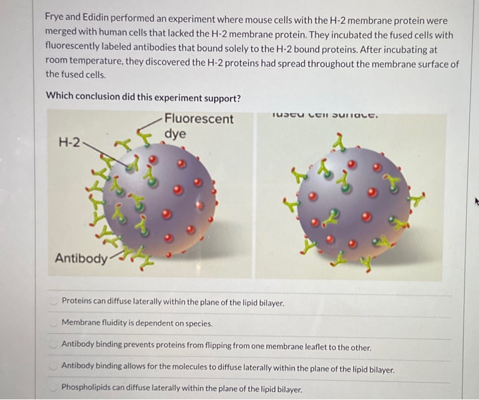 frye and edidin experiment