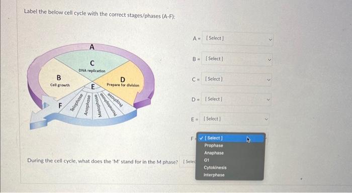 Solved Label the below cell cycle with the correct | Chegg.com