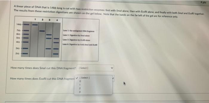 Solved A linear piece of DNA that is 14.b long is cut with | Chegg.com