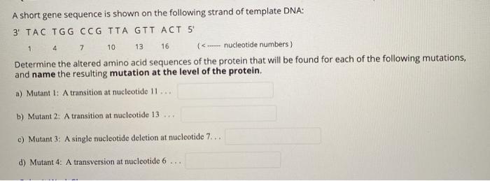 Solved 1 4 7 10 13 16 A short gene sequence is shown on the | Chegg.com