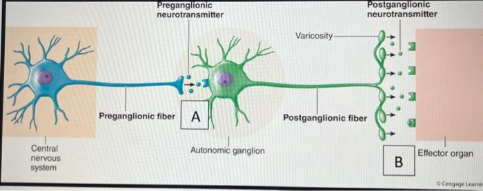 Solved Preganglionic neurotransmitter Postganglionic | Chegg.com