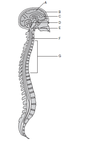 Nervous System Diagram Without Labels : Anterior Nervous System Label