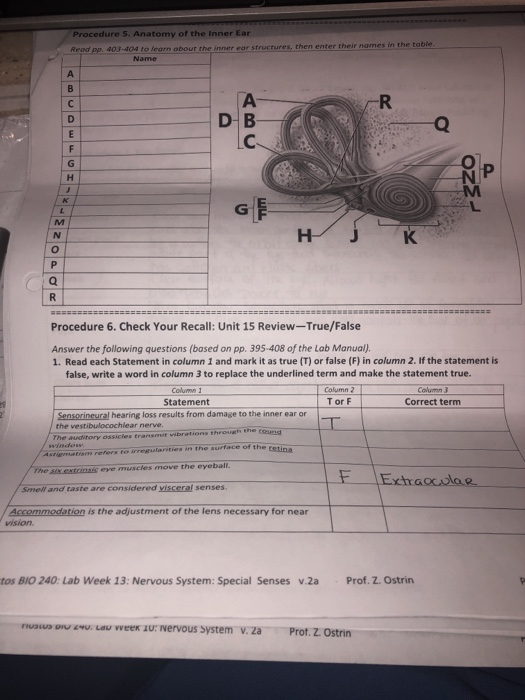 Solved Procedure 5. Anatomy of the Inner Ear Read pp. | Chegg.com