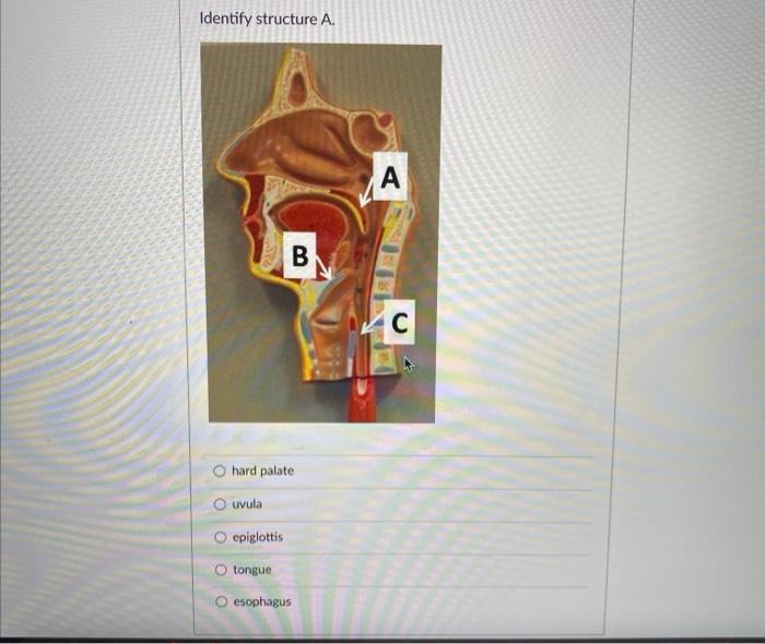 Solved Identify structure A. А B с hard palate uvula | Chegg.com