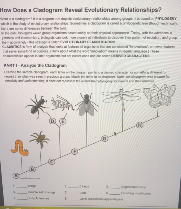 Solved How Does a Cladogram Reveal Evolutionary | Chegg.com