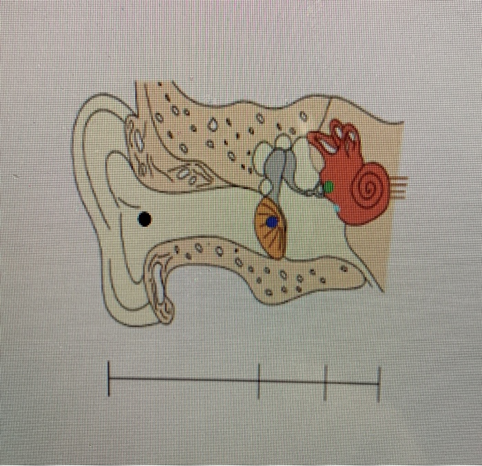 Middle Ear Transfer Function Solved Figure 1 We know that the transfer function of the | Chegg.com