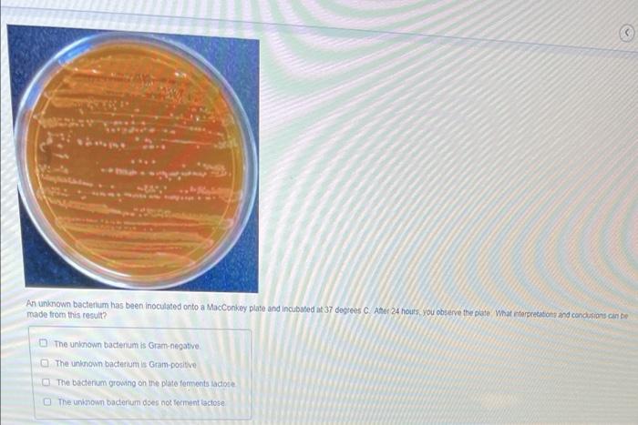Solved An unknown bacterium has been inoculated onto a | Chegg.com
