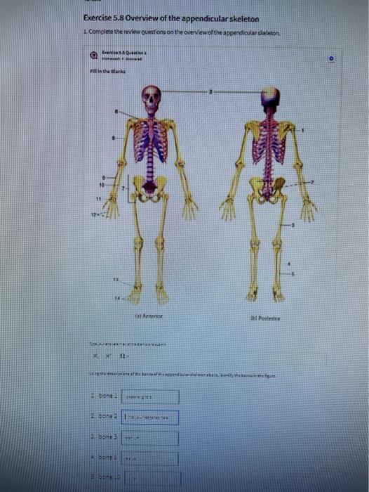 Solved Exercise 5.8 Overview of the appendicular skeleton | Chegg.com