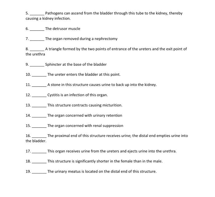 Solved Read the diagram Urinary system Directions: Referring | Chegg.com