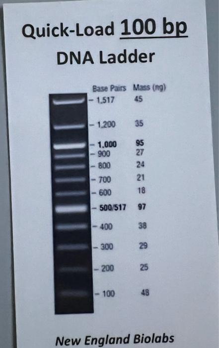 25/10 DNAプラス1本 Supercoiled DNA Ladder | NEB