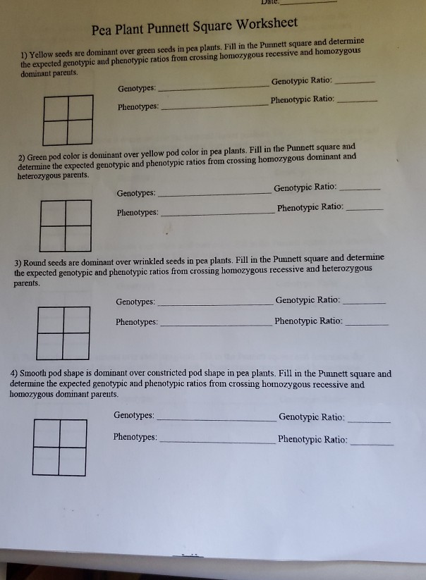 Solved Pea Plant Punnett Square Worksheet 1) Yellow seeds | Chegg.com