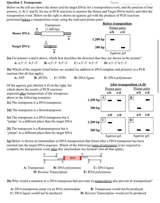 Solved Question 2. Transposons Name: Below on the left are | Chegg.com