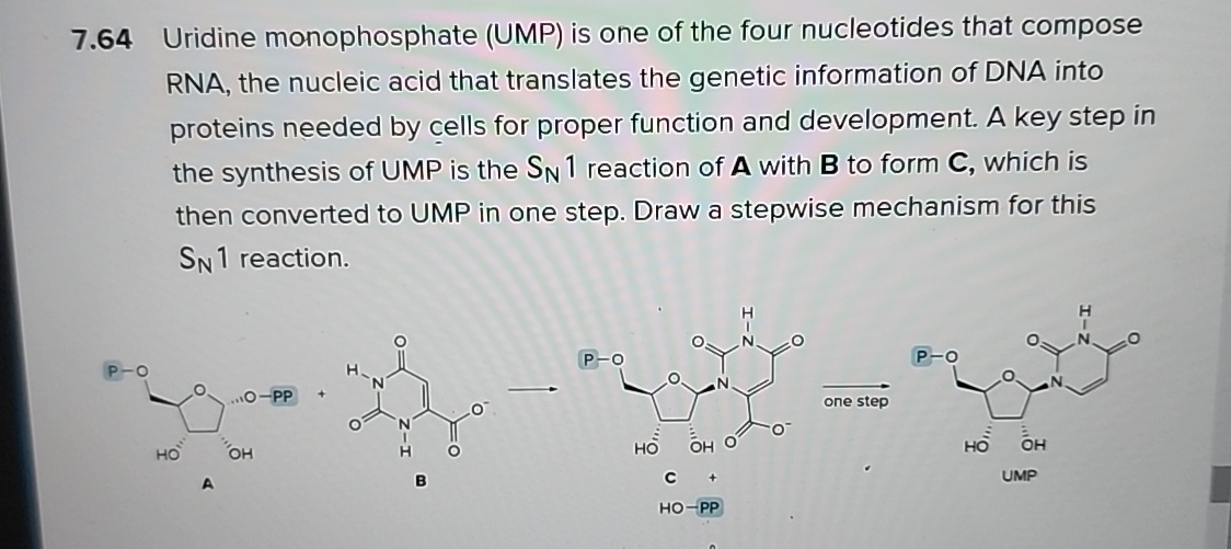 Solved Uridine Monophosphate Ump Is One Of The Fou