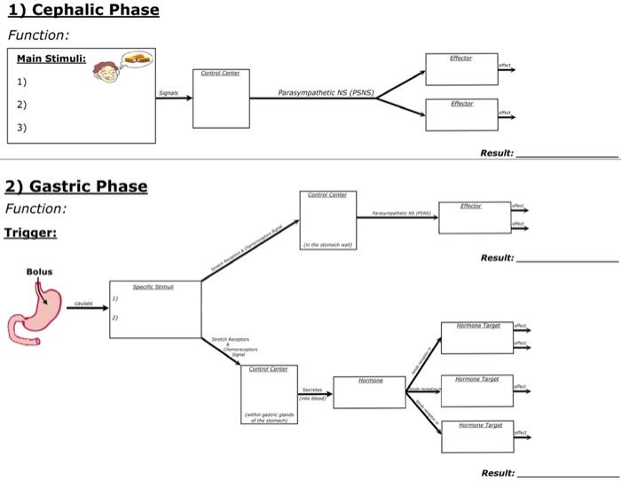 Solved Effector 1) Cephalic Phase Function: Main Stimuli: 1) | Chegg.com