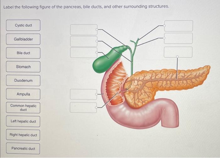 Label the following figure of the pancreas, bile ducts, and other surrounding structures.