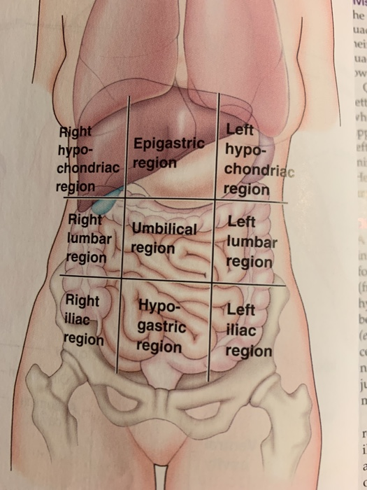 What Organs Are Found In The Epigastric Region