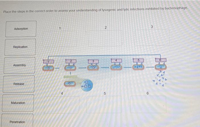 Solved Place the steps in the correct order to assess your | Chegg.com