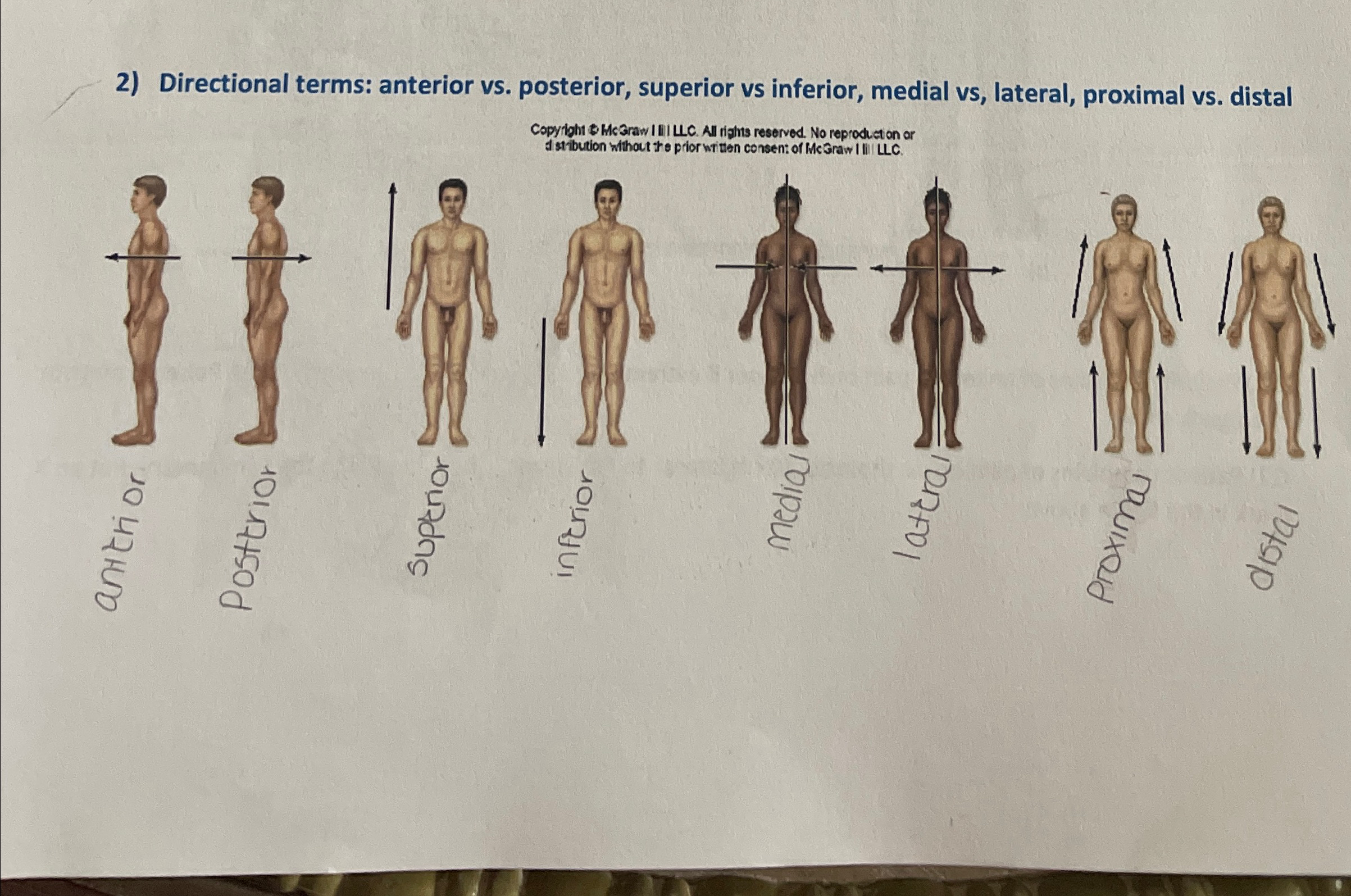 Solved Directional terms: anterior vs. ﻿posterior, superior | Chegg.com
