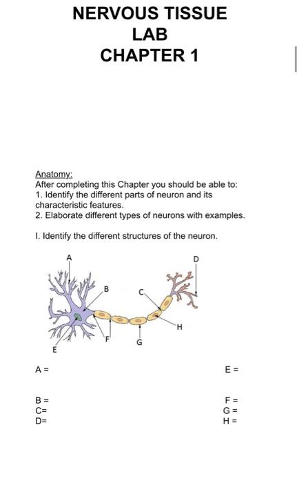 Solved NERVOUS TISSUE LAB CHAPTER 1 Anatomy: After | Chegg.com