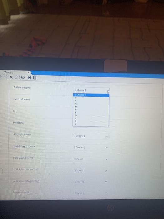 Solved Canvas -> X Aschematic drawing of the secretory and | Chegg.com