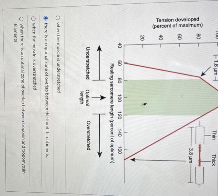 Solved Why is tension maximal at a sarcomere length of 2.2 | Chegg.com