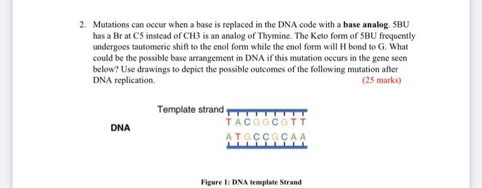 Solved 2. Mutations can occur when a base is replaced in the | Chegg.com