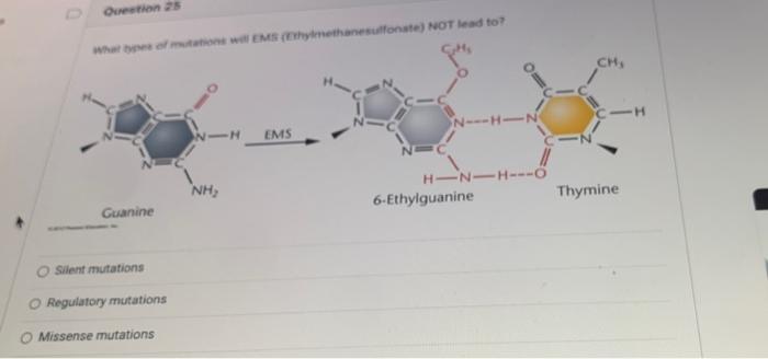 Solved Question 25 What types of mutations will EMS | Chegg.com