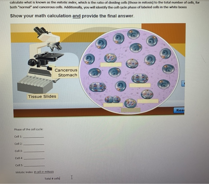 Solved calculate what is known as the mitotic index, which Biology Diagrams