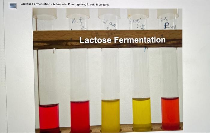 Solved EXPERI 22 Name Date Section Lab Report Observations | Chegg.com