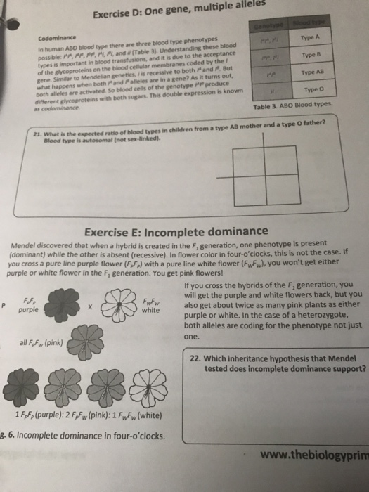 Solved Exercise D: One gene, multiple alleles Type A Type B | Chegg.com