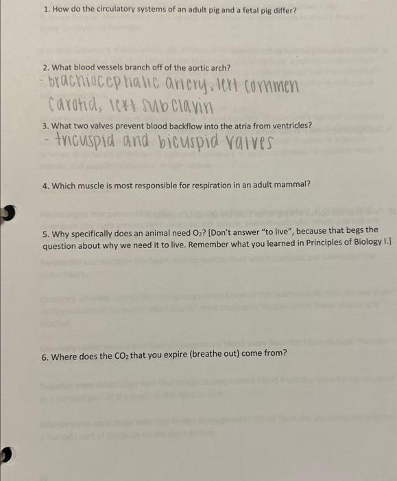 1. How do the circulatory systems of an adult pig and a fetal pig differ?
2. What blood vessels branch off of the aortic arch