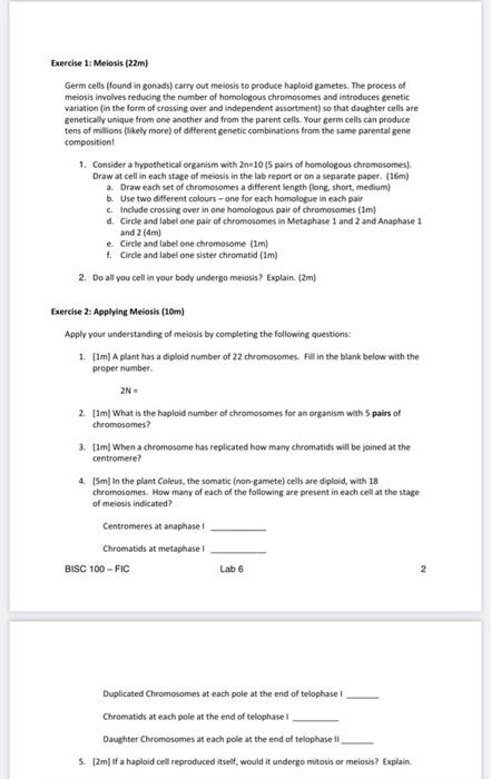 Solved Exercise 1: Meiosis (22m) Germ cells (found in | Chegg.com