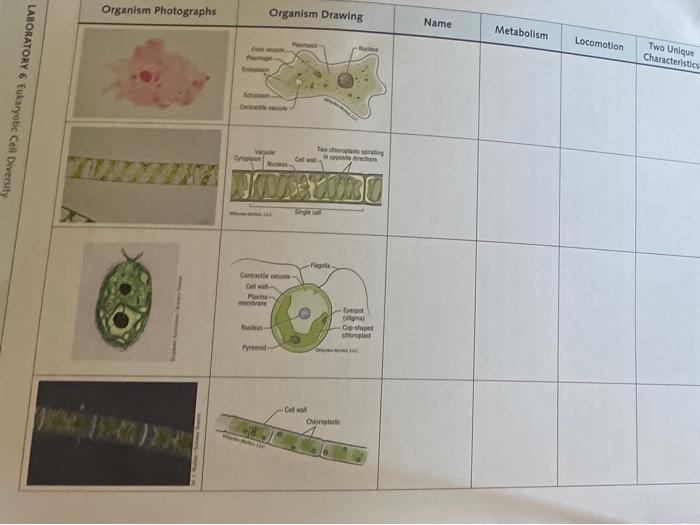 Solved Organism Photographs Organism Drawing Name Metabolism | Chegg.com