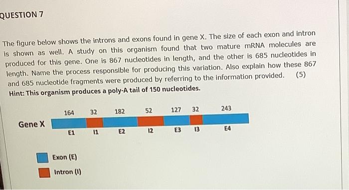 Solved QUESTION 7 The figure below shows the introns and | Chegg.com