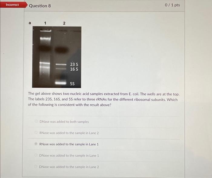 Solved The gel above shows two nucleic acid samples