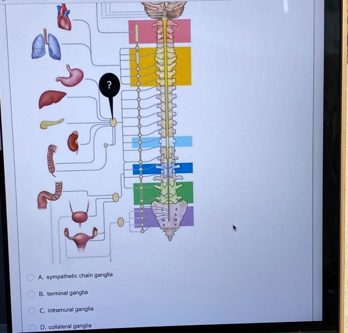 Solved B. terminal ganglia C. intramural ganglia D.