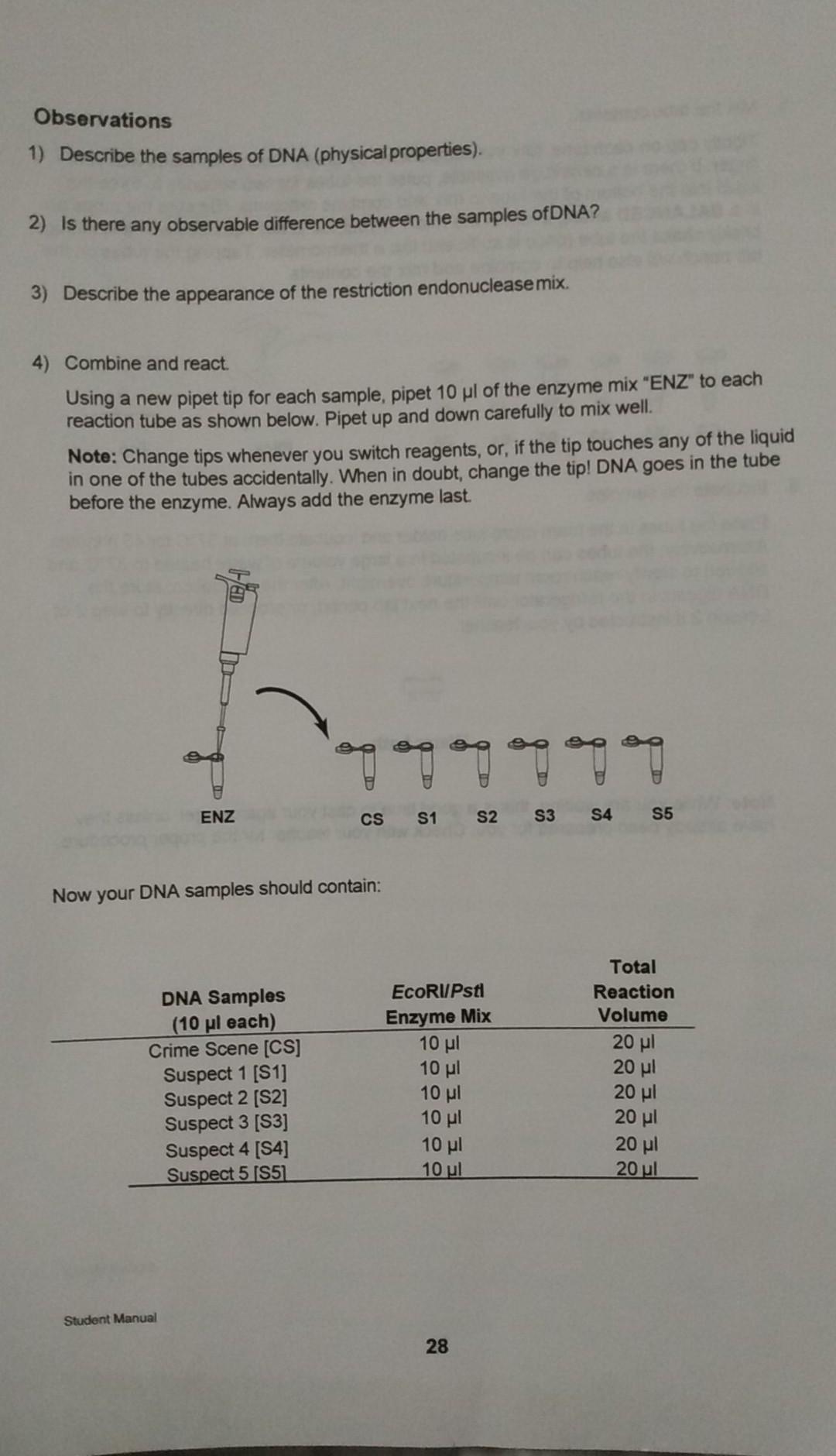 Solved Lab 14A MANUAL DNA FINGERPRINTING (Part A: DNA digest | Chegg.com