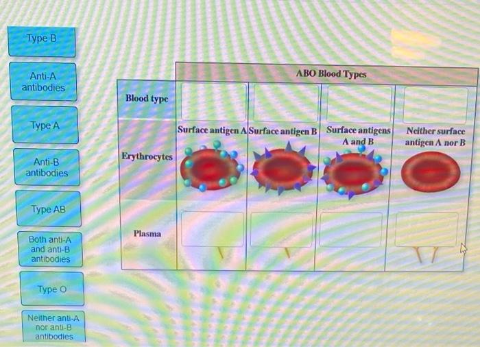 Solved Type B ABO Blood Types AntiA antibodies Blood type