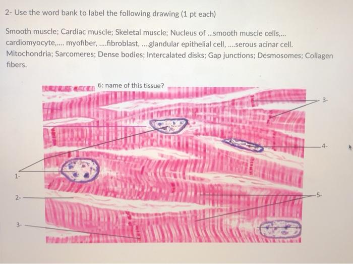 cardiac muscle tissue labeled diagram