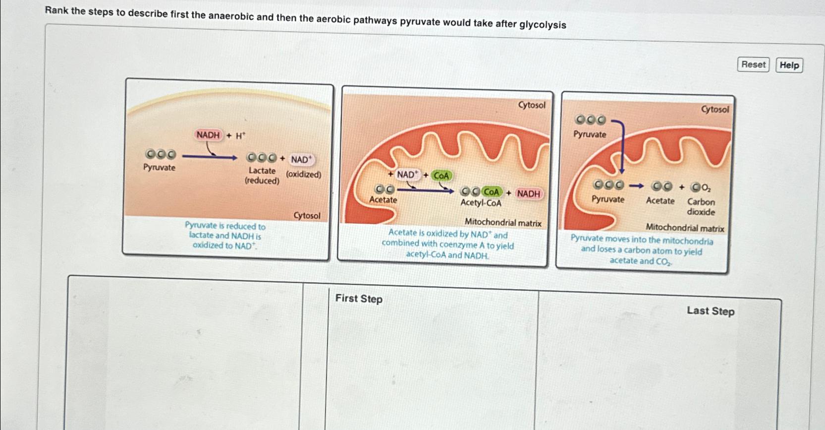 Solved Rank the steps to describe first the anaerobic and | Chegg.com