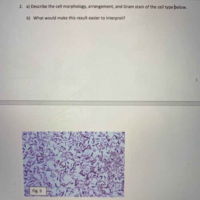 Solved I Fig. 5 3. If you complete a Gram stain procedure on | Chegg.com