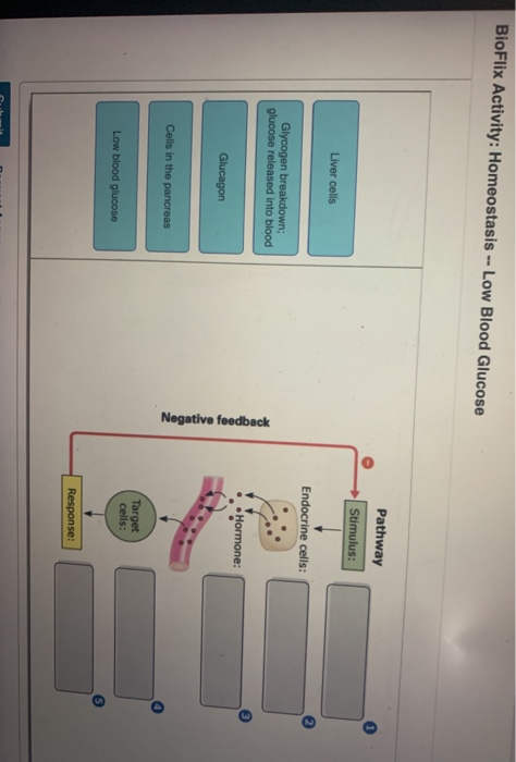 Bioflix Activity Homeostasis Low Blood Glucose Chegg 